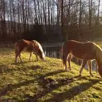 Horses